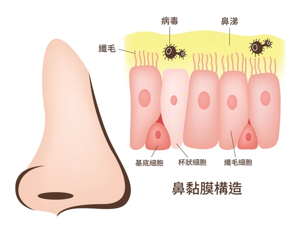 鼻腔內的構造_2