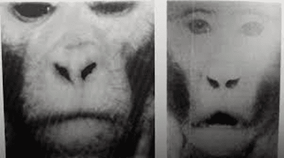 咬合對長相的影響 猴子實驗